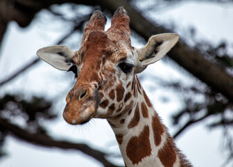 Giraffe (Giraffa camelopardalis), African Savanna