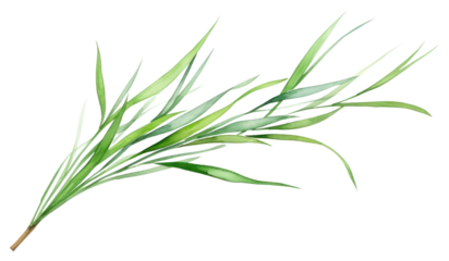 PNG Plant grass leaf freshness.