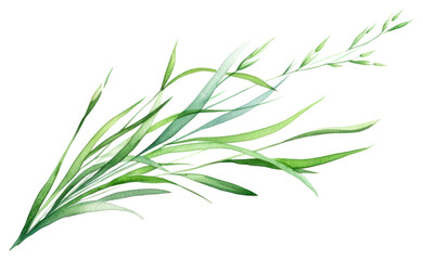 PNG Plant grass herbs freshness.