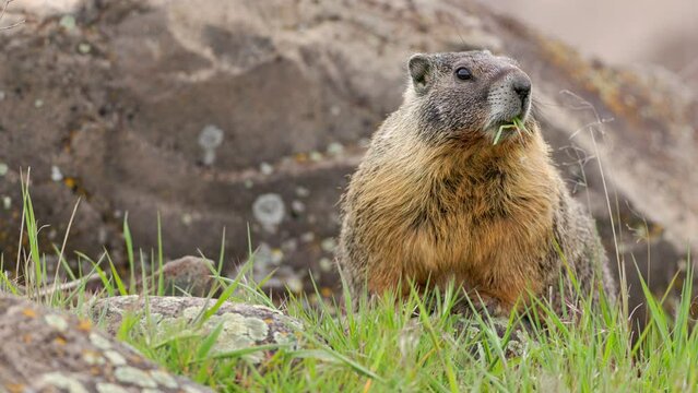 Yellow-bellied Marmot (Marmota flaviventris) with a mouthful of grass surveying his territory amongst boulders in Eastern Washington state