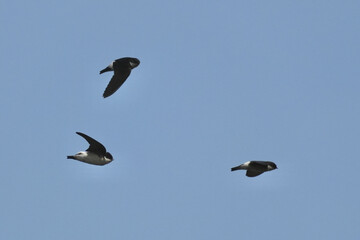 asian house martin in flight