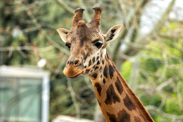 Giraffe (Giraffa camelopardalis), African Savanna