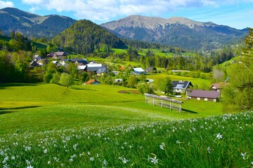 Field with white blooming poet's daffodil flowers in Karavanke mountains in SLovenia and Plavški Rovt village