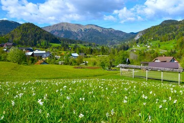 View of Plavški Rovt village and Golica in Karavanke mountains in Gorenjska, Slovenia in spring with a meadow with poet's daffodil flowers