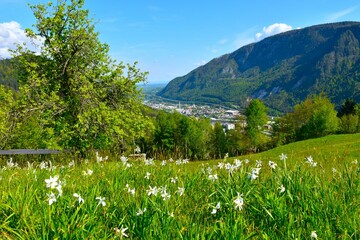 View of Jesenice town and Mežakla above from Karavanke mountains with poet's daffodil flowers at a meadow in Gorenjska, Slovenia