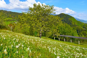 Meadow with white blooming poet's daffodil flowers and a sweet cherry