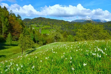 Meadow with white poet's daffodil flowers at Plavški Rovt in Karavanke mountains in Gorenjska, Slovenia