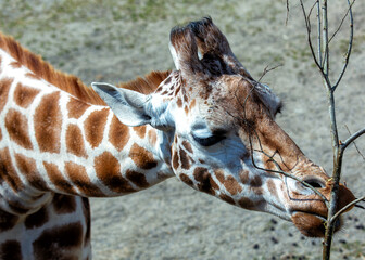 Giraffe (Giraffa camelopardalis), African Savanna