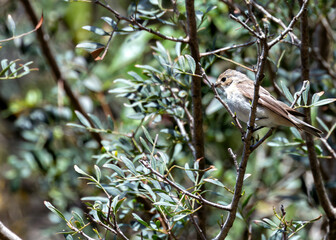 European Pied Flycatcher (Ficedula hypoleuca) - Barcelona's Black & White Beauty