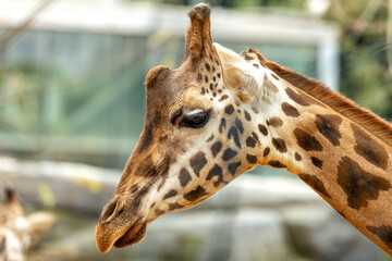 Giraffe (Giraffa camelopardalis), African Savanna