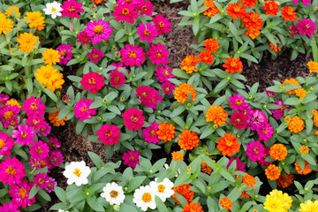 Fototapeta premium Zinnia flower in the garden