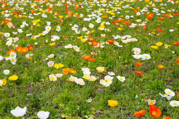 Beautiful poppy flower garden. The Expo 70 Commemorative Park, Osaka, Japan