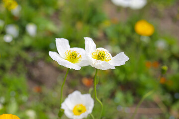 Beautiful poppy flower garden. The Expo 70 Commemorative Park, Osaka, Japan