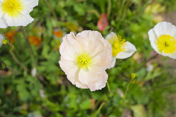 Beautiful poppy flower garden. The Expo 70 Commemorative Park, Osaka, Japan