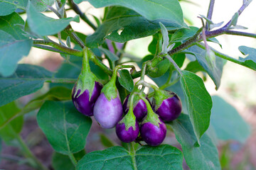 Purple eggplant hanging on tree