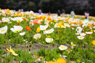 Beautiful poppy flower garden. The Expo 70 Commemorative Park, Osaka, Japan