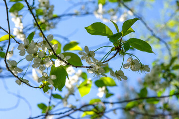 Close-up of a white cherry blossoming in spring against a blue sky background