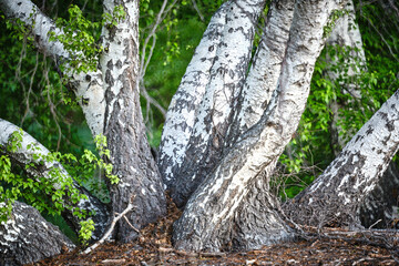 Le betulle bianche della Caldara di Manziana - Roma