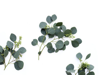 Eucalyptus leaves on white background. Green leaf branches.
