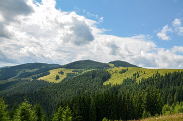 Fototapeta premium Picturesque landscape featuring lush green rolling hills covered in dense forests, displaying various shades of green under blue sky with clouds. Carpathian Mountains, Ukraine 