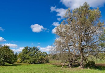 Spring landscape with trees, trees in the field