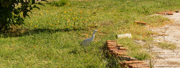 The western cattle egret (Bubulcus ibis) is a species of heron (family Ardeidae) found in the...