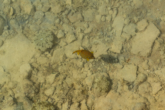 Yellow boxfish, (Ostracion cubicus) is a species of marine ray-finned fish (actinopterygians), are an order of Tetraodontiformes. Red Sea.