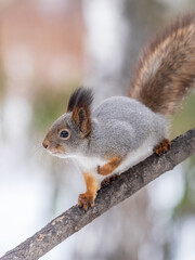 The squirrel with nut sits on tree in the winter or late autumn