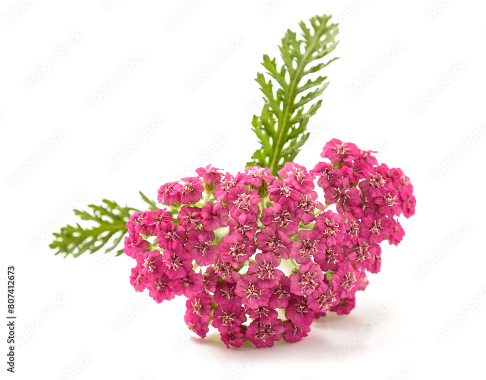 Wall mural red yarrow flowers