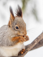 The squirrel with nut sits on tree in the winter or late autumn