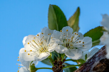 Plum blossom with five white petals in spring