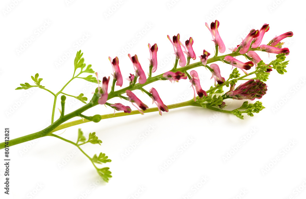 Canvas Prints Common fumitory flowers