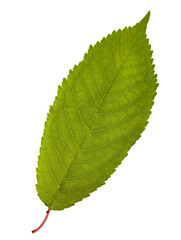 Cherry leaf