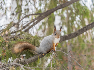 The squirrel with nut sits on tree in the winter or late autumn