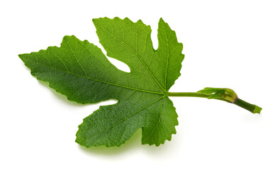 Fig leaf