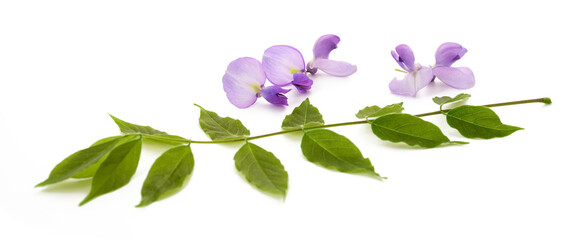 Wisteria branch with flowers