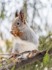 The squirrel with nut sits on tree in the winter or late autumn