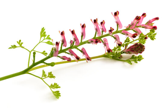 Common fumitory flowers