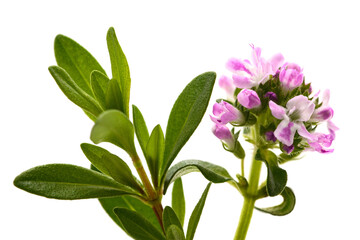 Summer savory flower