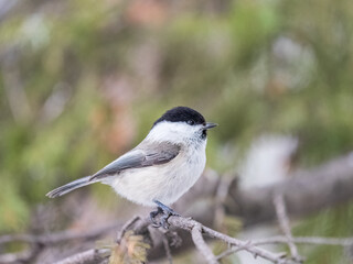 Cute bird the willow tit, song bird sitting on a branch without leaves in the winter.