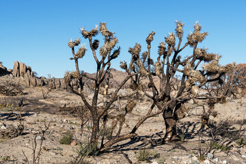 Burned Joshua Trees