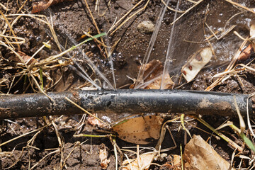 Leaking Black Plastic Irrigation Hose