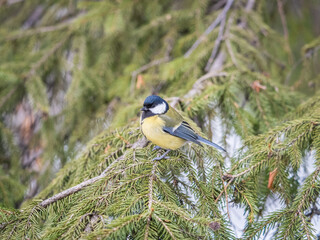 Cute bird Great tit, songbird sitting on the nice branch with beautiful autumn background