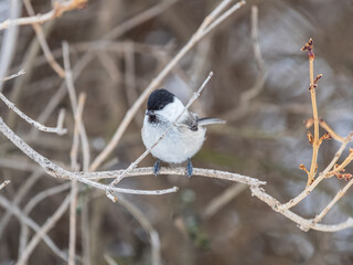 Naklejka premium Cute bird the willow tit, song bird sitting on a branch without leaves in the winter.