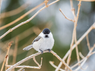 Cute bird the willow tit, song bird sitting on a branch without leaves in the winter.
