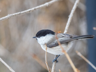 Obraz premium Cute bird the willow tit, song bird sitting on a branch without leaves in the winter.