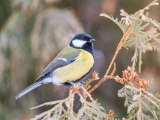Cute bird Great tit, songbird sitting on the nice branch with beautiful autumn background