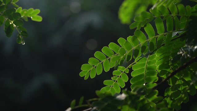 Green Moringa leaves exposed to morning sunlight. Blurred background