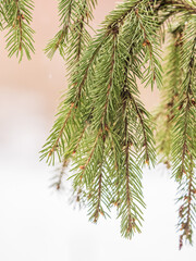 Fir branch with needles in the sunset light