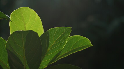 Green leaves exposed to morning sunlight. Dark background. Focus selected
